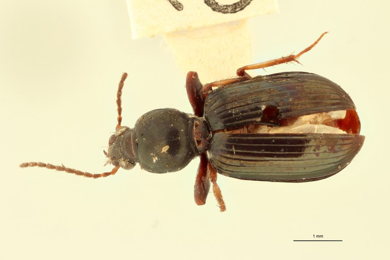 Ardistomis dubius soror M D.jpg