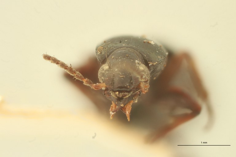 Ardistomis dubius soror M F.jpg