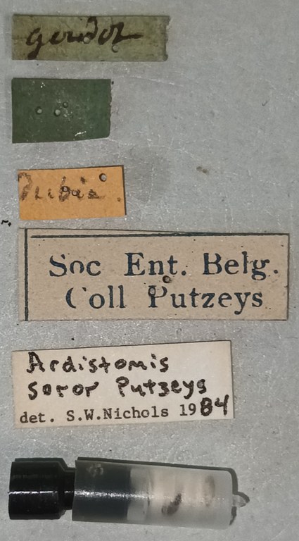 Ardistomis dubius soror M Labels.jpg