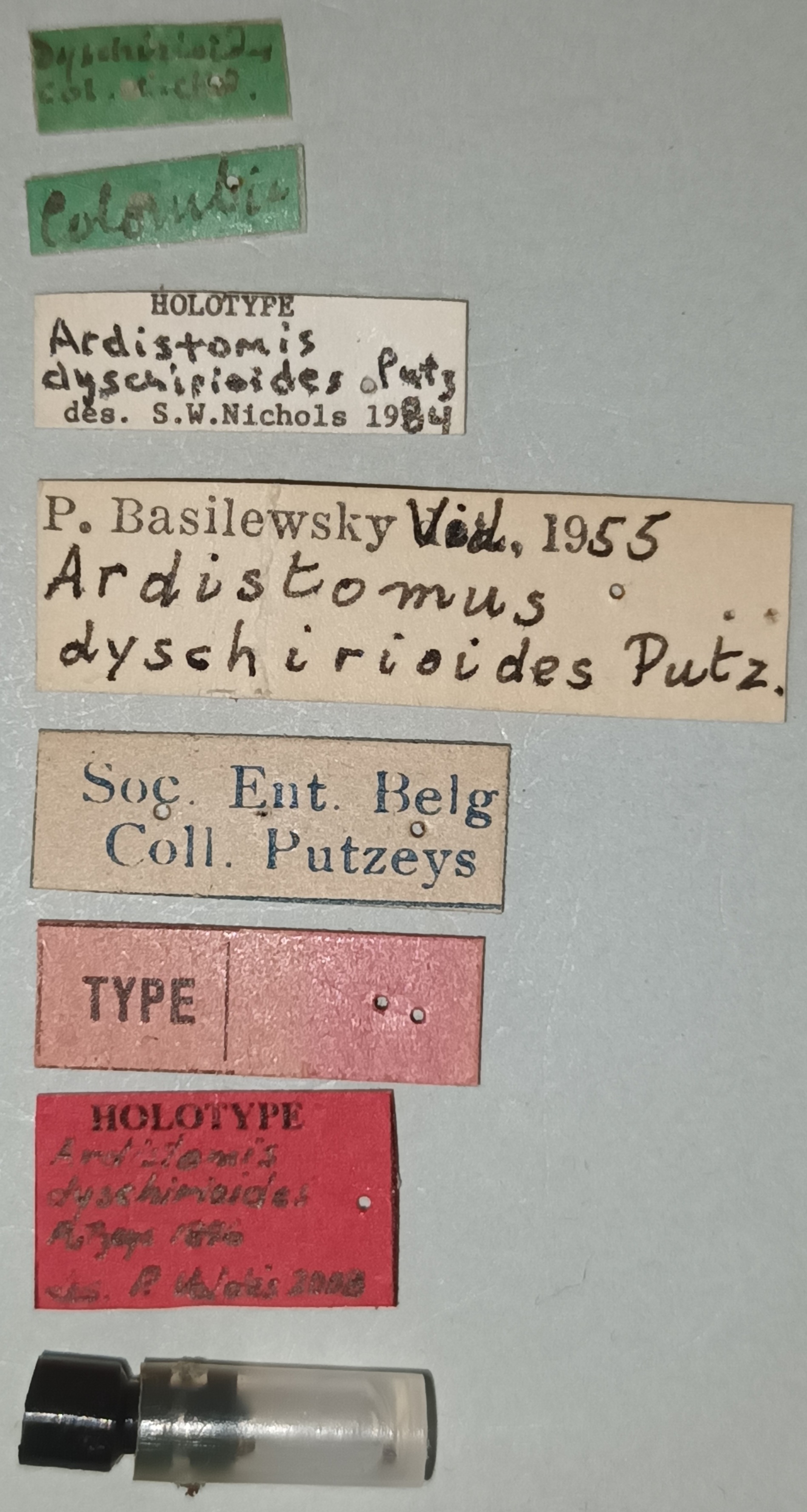 Ardistomis dyschirioides Ht Labels.jpg