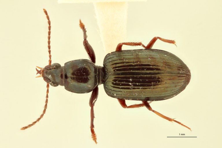 Ardistomis elongatula M Ht D.jpg