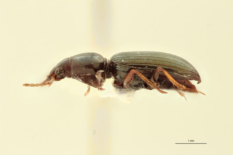 Ardistomis elongatula M Ht L.jpg