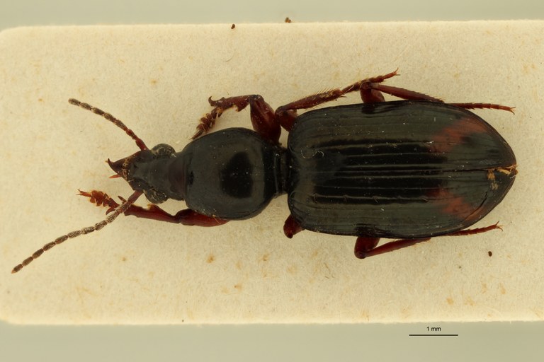 Ardistomis fasciolatus M D.jpg