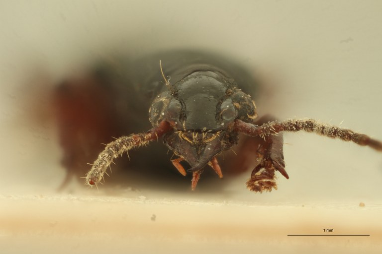 Ardistomis fasciolatus M F.jpg