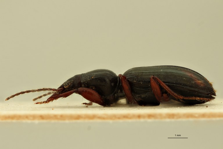 Ardistomis fasciolatus M L.jpg