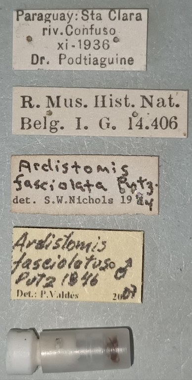Ardistomis fasciolatus M Labels.jpg