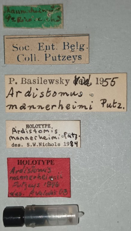 Ardistomis mannerheimi Ht Labels.jpg