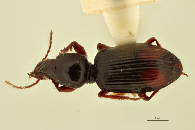 Ardistomis obliquatus F D.jpg