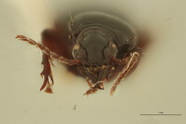 Ardistomis obliquatus F F.jpg