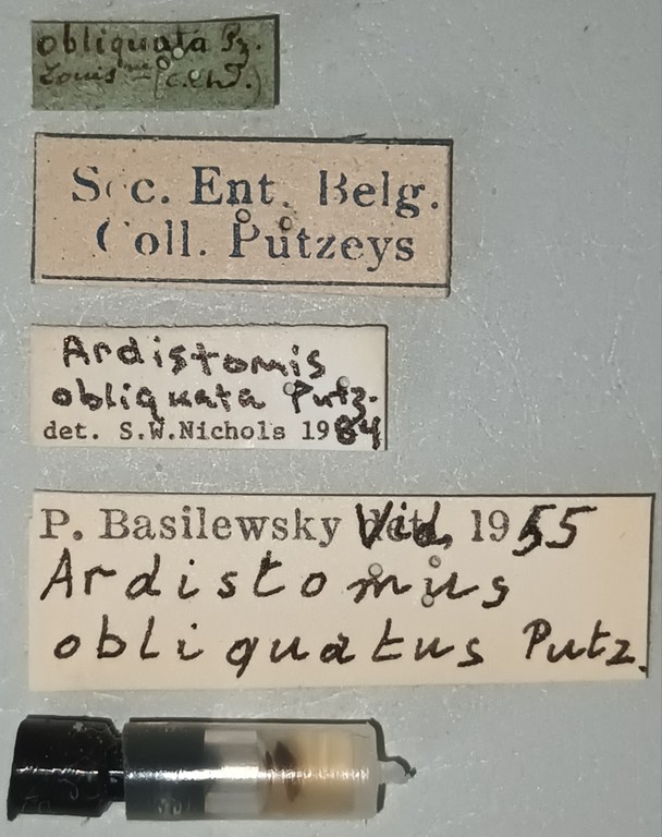 Ardistomis obliquatus F Labels.jpg