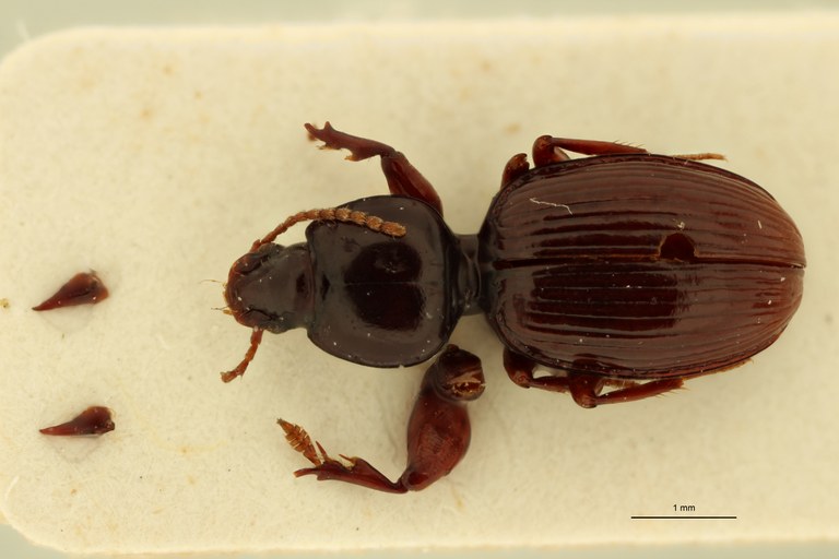 Ardistomis ovata Ht D.jpg Ardistomis ovata Ht D.jpg