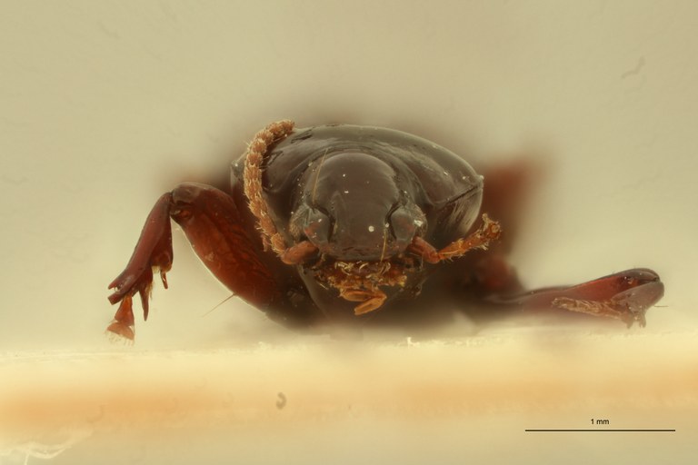 Ardistomis ovata Ht F.jpg Ardistomis ovata Ht F.jpg