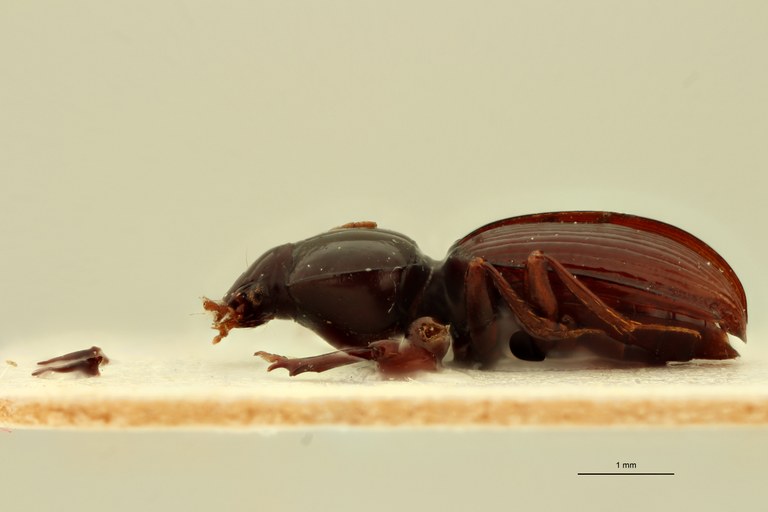 Ardistomis ovata Ht L.jpg Ardistomis ovata Ht L.jpg
