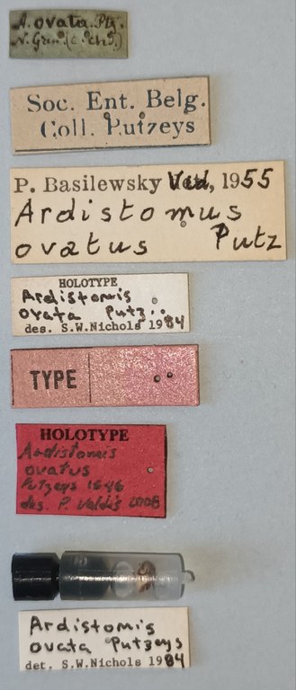 Ardistomis ovata Ht Labels.jpg Ardistomis ovata Ht Labels.jpg