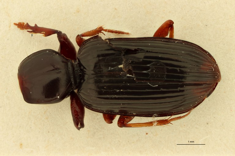 Ardistomis posticalis Nt D.jpg Ardistomis posticalis Nt D.jpg