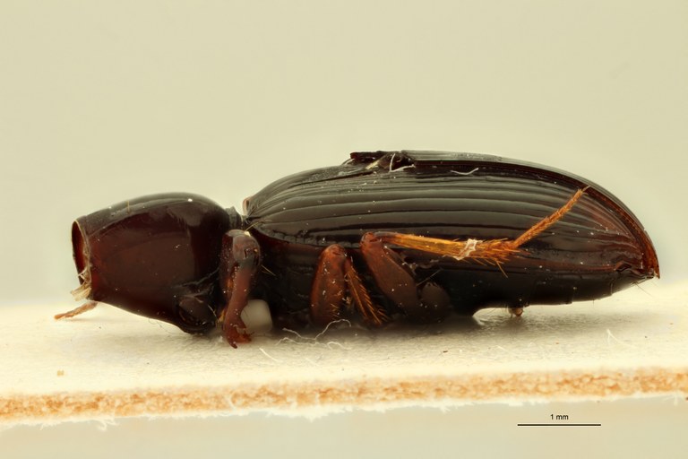 Ardistomis posticalis Nt L.jpg