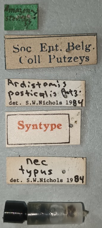 Ardistomis posticalis Nt Labels.jpg Ardistomis posticalis Nt Labels.jpg