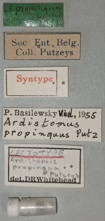 Ardistomis propinquus M Lt Labels.jpg