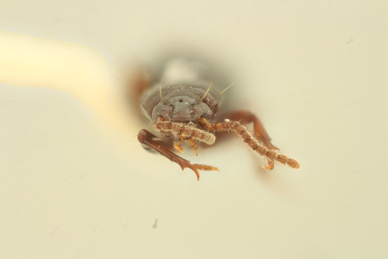 Ardistomis quixotei Pt F.jpg