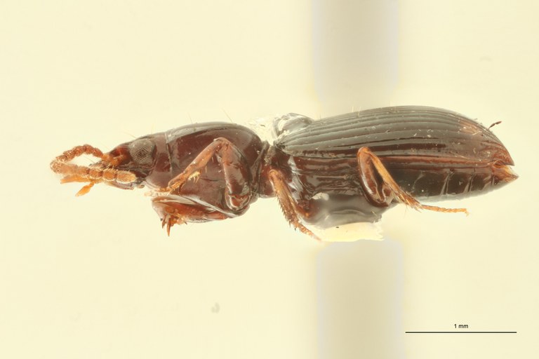 Ardistomis quixotei Pt L.jpg