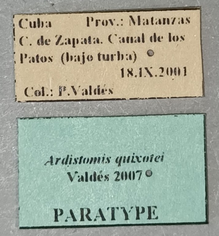Ardistomis quixotei Pt Labels.jpg