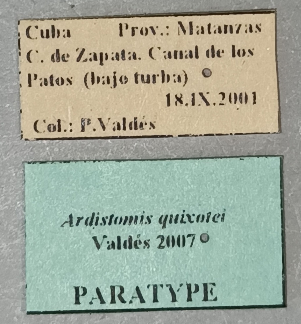 Ardistomis quixotei Pt Labels.jpg