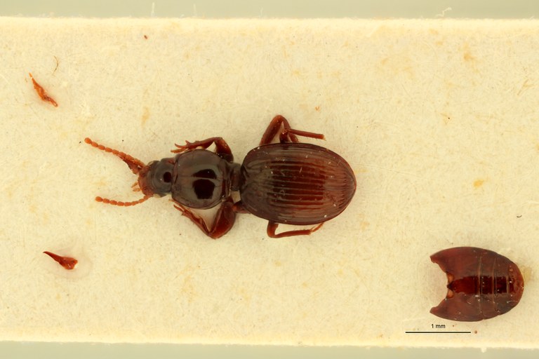 Ardistomis rotundipennis Ht D.jpg Ardistomis rotundipennis Ht D.jpg