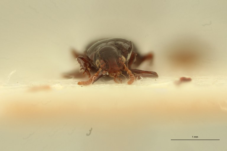 Ardistomis rotundipennis Ht F.jpg Ardistomis rotundipennis Ht F.jpg