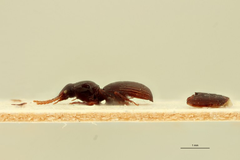 Ardistomis rotundipennis Ht L.jpg Ardistomis rotundipennis Ht L.jpg
