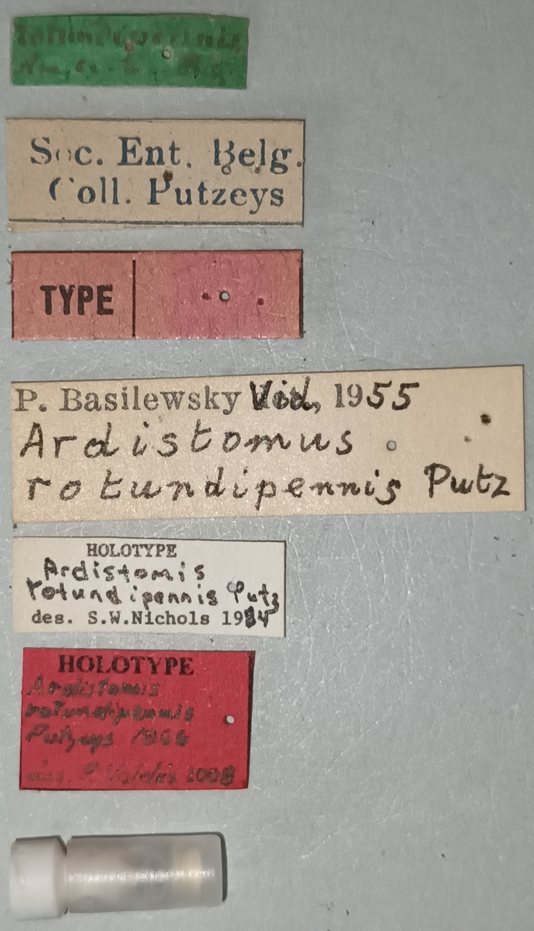 Ardistomis rotundipennis Ht Labels.jpg