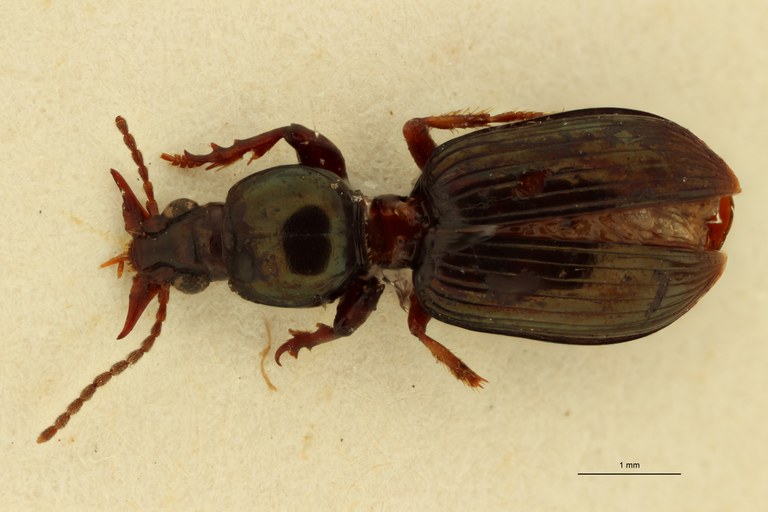 Ardistomis seriepunctata Nt D.jpg