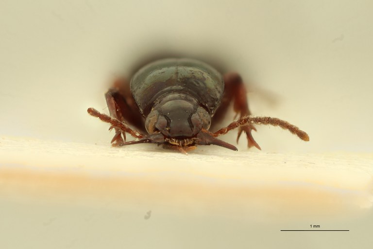 Ardistomis seriepunctata Nt F.jpg