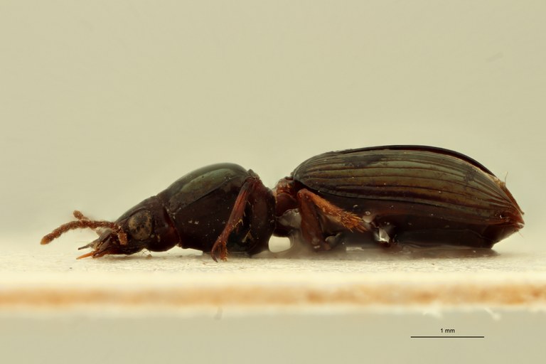 Ardistomis seriepunctata Nt L.jpg