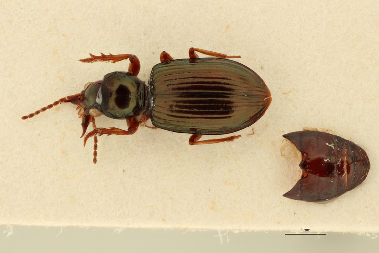 Ardistomis striga Ht D.jpg Ardistomis striga Ht D.jpg