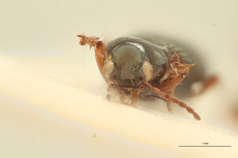 Ardistomis striga Ht F.jpg Ardistomis striga Ht F.jpg