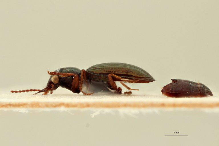 Ardistomis striga Ht L.jpg Ardistomis striga Ht L.jpg
