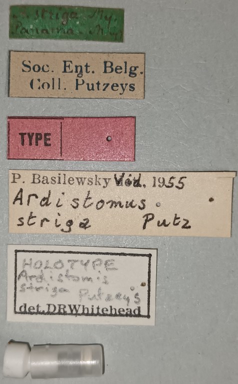 Ardistomis striga Ht Labels.jpg Ardistomis striga Ht Labels.jpg