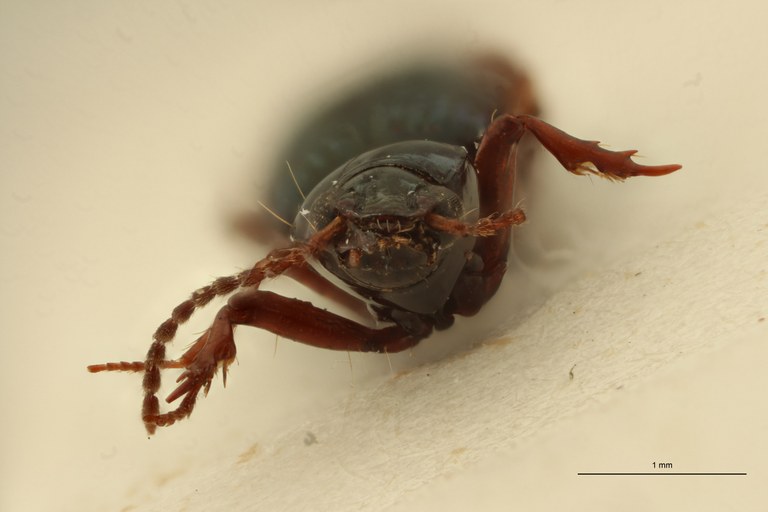 Ardistomis tuspanensis Lt F.jpg Ardistomis tuspanensis Lt F.jpg