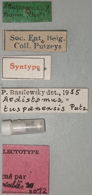 Ardistomis tuspanensis Lt Labels.jpg