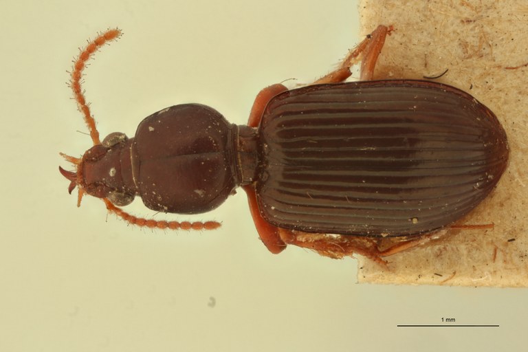 Ardistomis venustula Plt D.jpg Ardistomis venustula Plt D.jpg