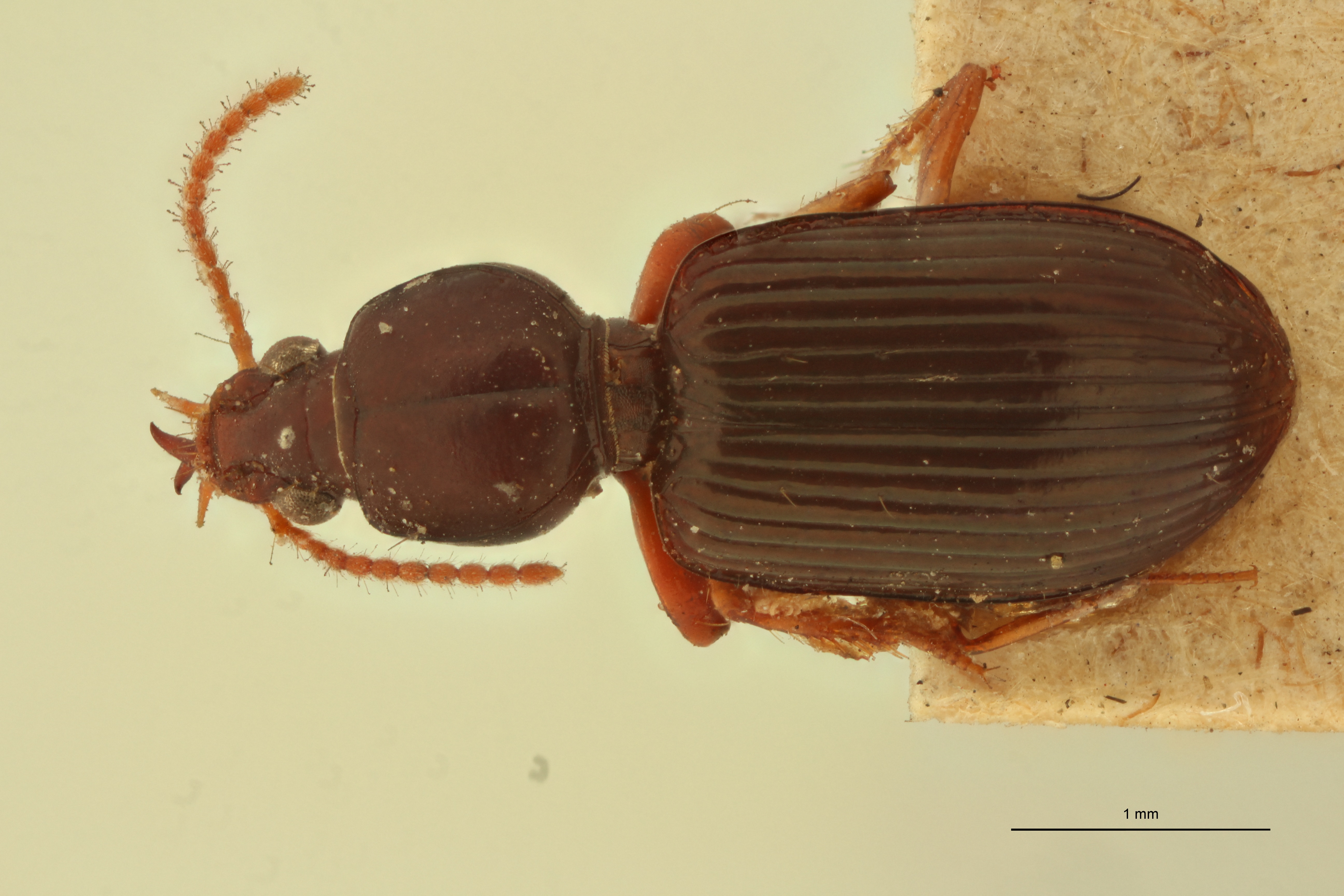 Ardistomis venustula Plt D.jpg