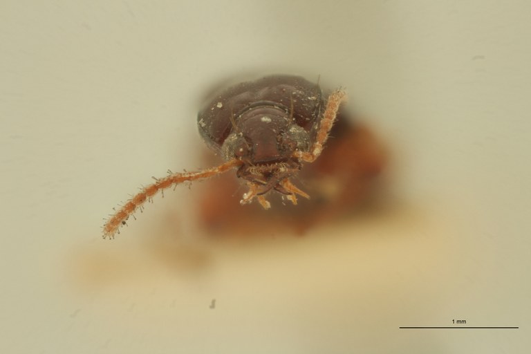 Ardistomis venustula Plt F.jpg Ardistomis venustula Plt F.jpg