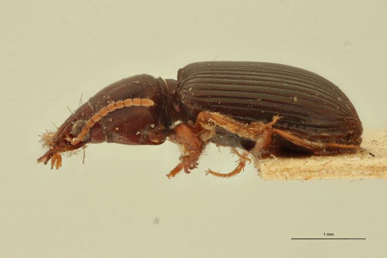 Ardistomis venustula Plt L.jpg Ardistomis venustula Plt L.jpg