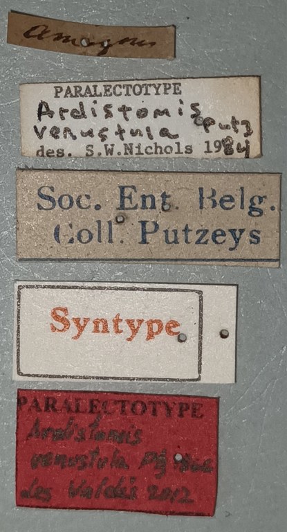 Ardistomis venustula Plt Labels.jpg Ardistomis venustula Plt Labels.jpg