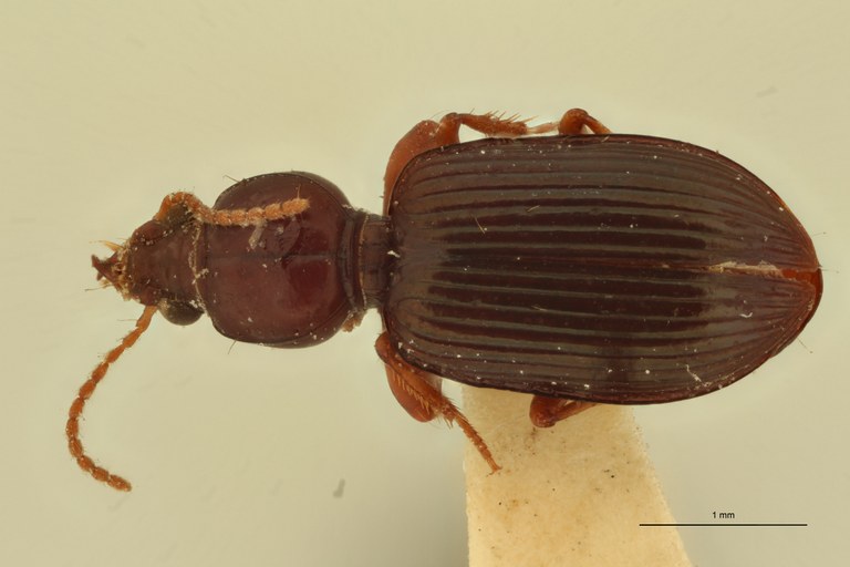 Ardistomis venustula Lt D.jpg