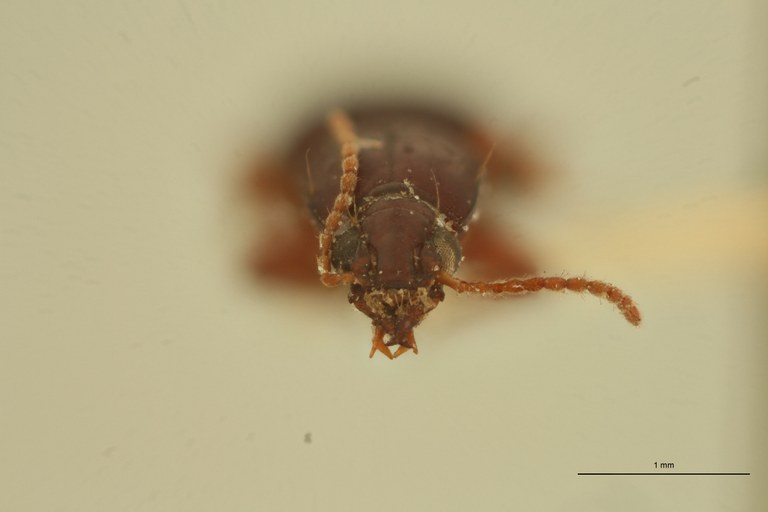 Ardistomis venustula Lt F.jpg