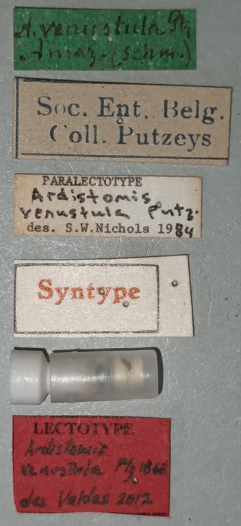 Ardistomis venustula Lt Labels.jpg