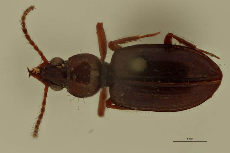 Ardistomis vicinus St D.jpg