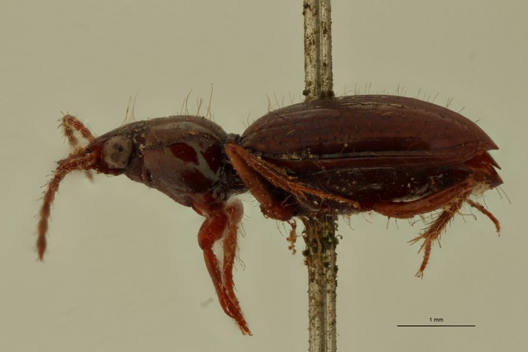 Ardistomis vicinus St L.jpg