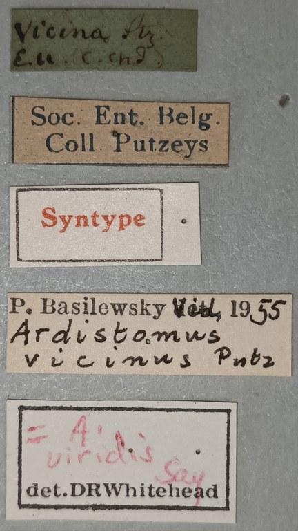 Ardistomis vicinus St Labels.jpg